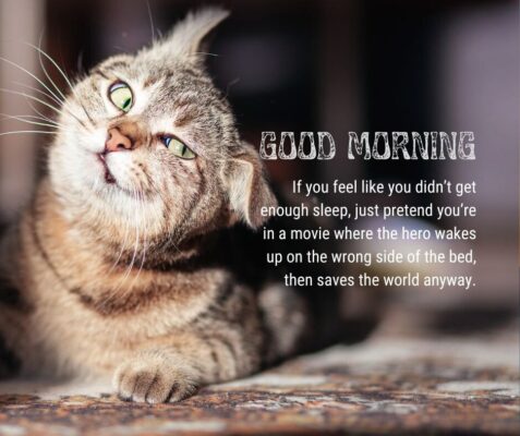 Funny-Good-Morning-Greetings-Tabby-Cat