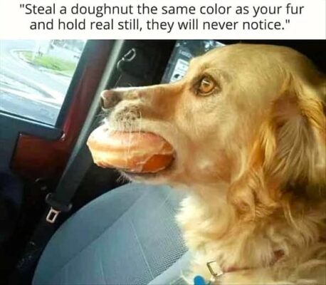donut