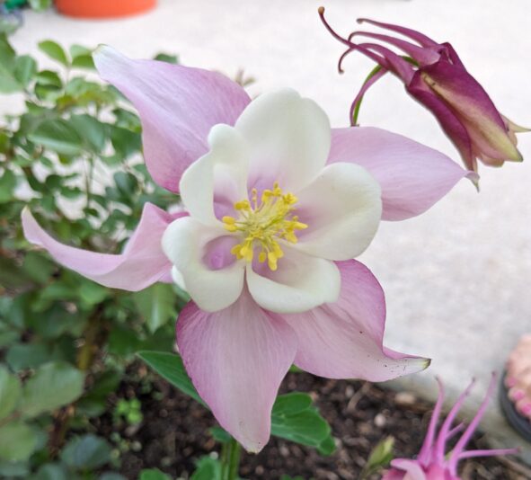 pink columbine 2