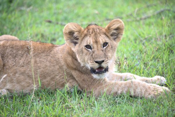 Lion Cub-close up