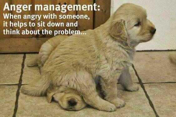 fun group anger management dogs