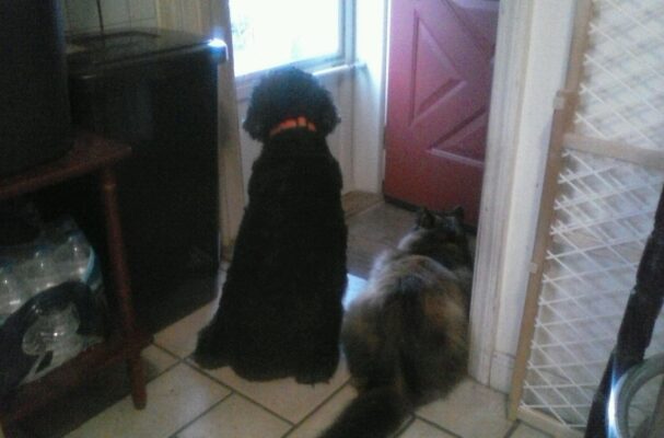 Charlie and meow
