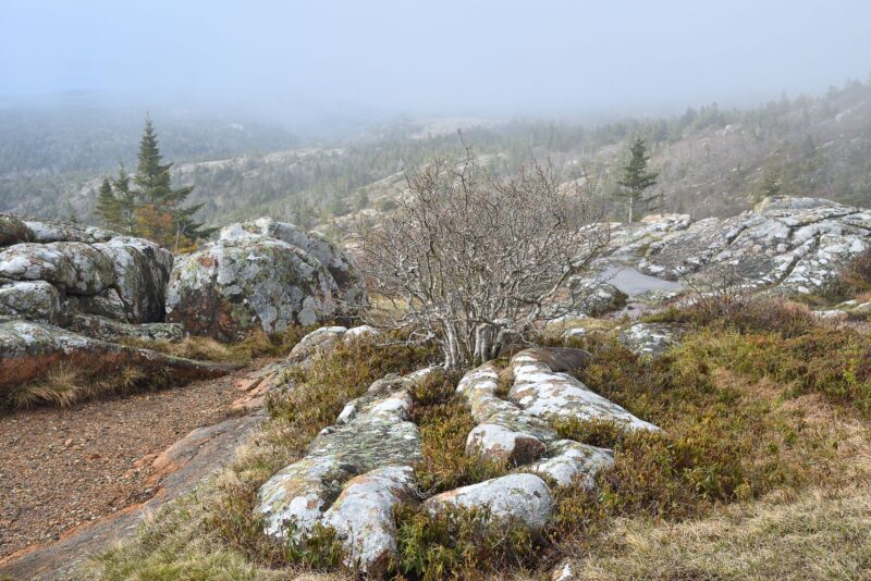JC2_0838