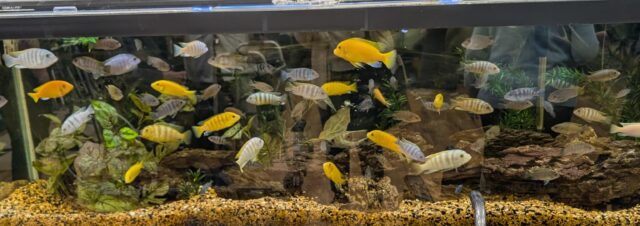 Fish Tank in P