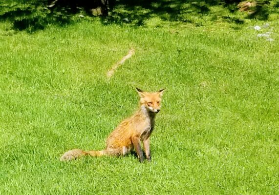 BackyardFox