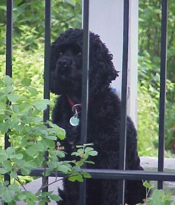 doggy behind bars