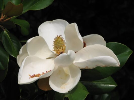 cardmagnolia