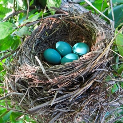 Blue Eggs 8X8_face26