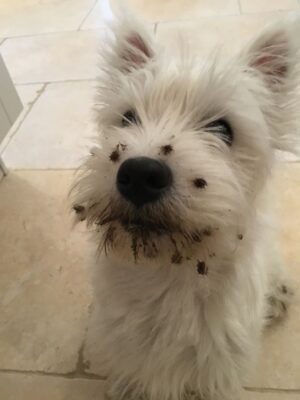 caption group dog face