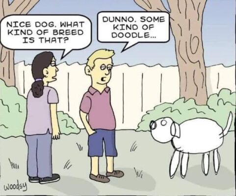 doodle dog