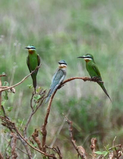 Blue-cheeked Bee-eaters-Edit-2