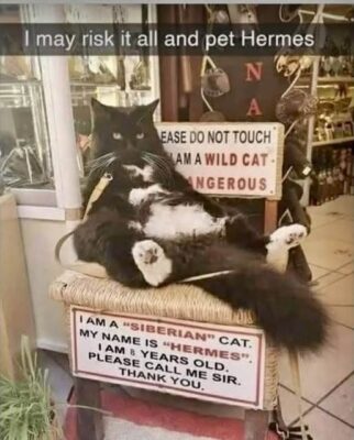Hermes book store cat
