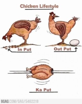 fun group chicken lifestyle