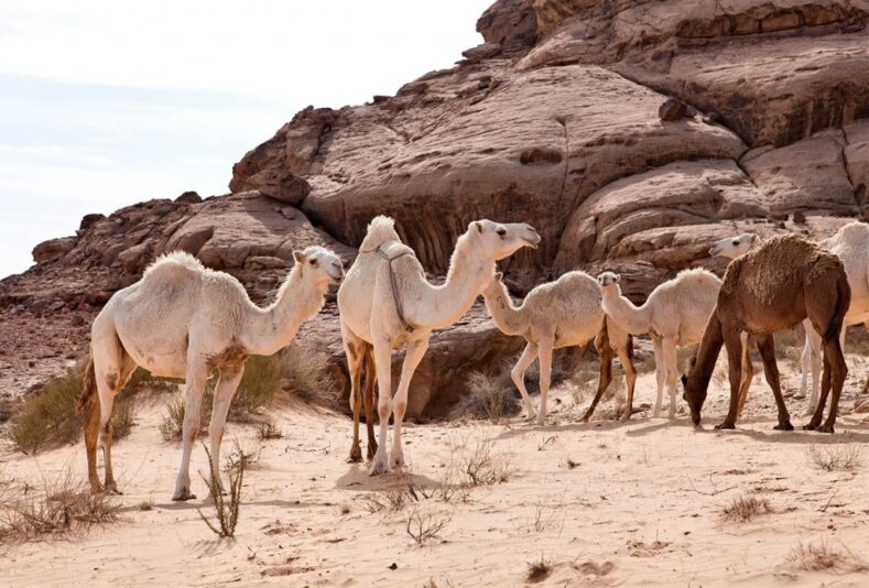 DESERT 15