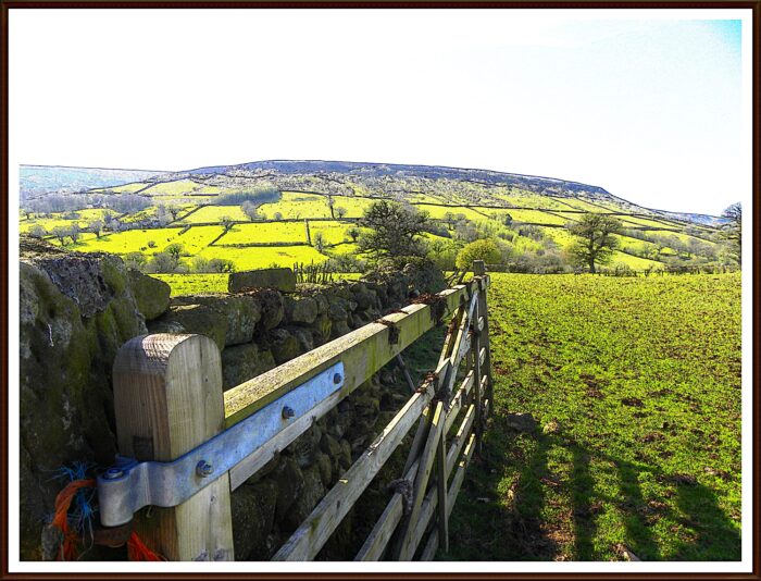 Farndale.2011. 039