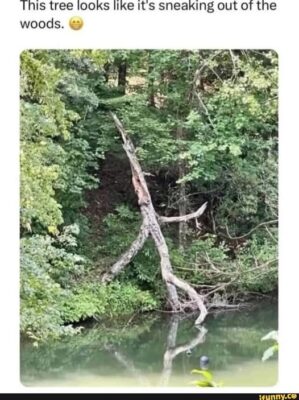 sneak tree