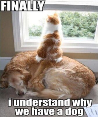 10-hilarious-memes-of-the-relationship-between-cats-and-dogs-5-1924479705