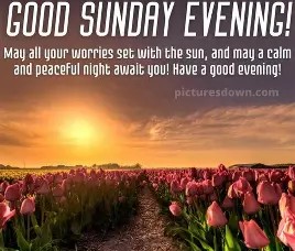 Good evening Sunday 1