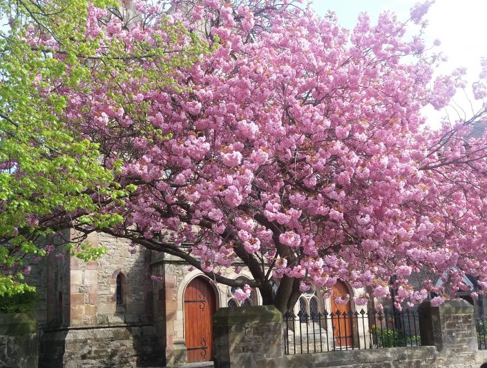 CHERRY BLOSSOM NEWBIGGIN. TWO