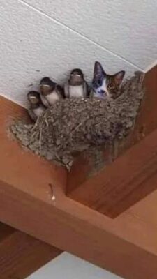 caption group birds and cat