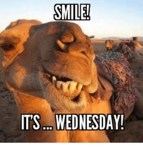 camel Wednesday smile