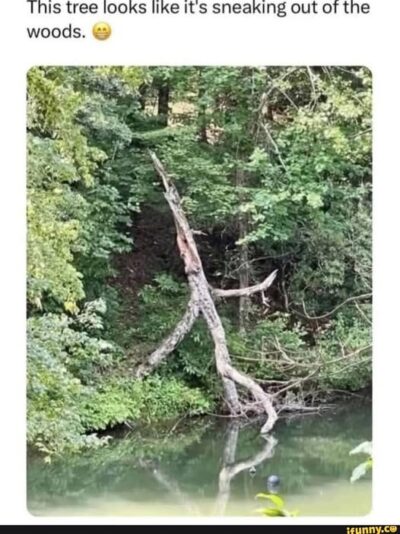 sneak tree