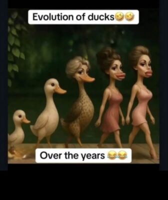 ducks