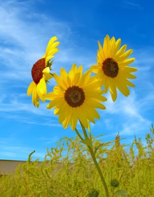 3 YELLOW FLOWERS_face26