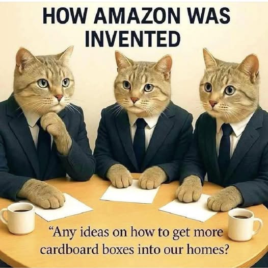 amazon cats