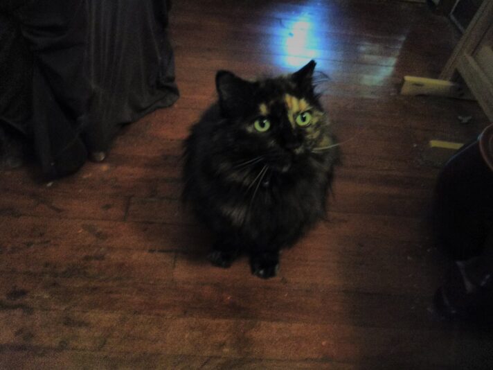 meow meow