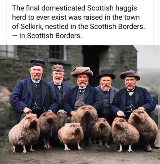 haggis herd