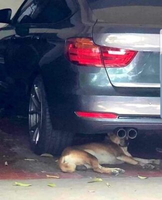 joke 2024 z27 dog