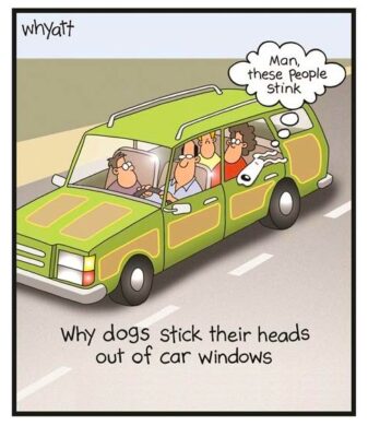 joke 2026 feb dogs