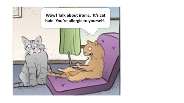 Joke 2025 allergy cat