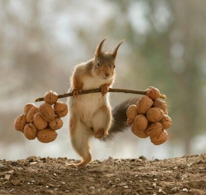 caption group squirrel and nuts