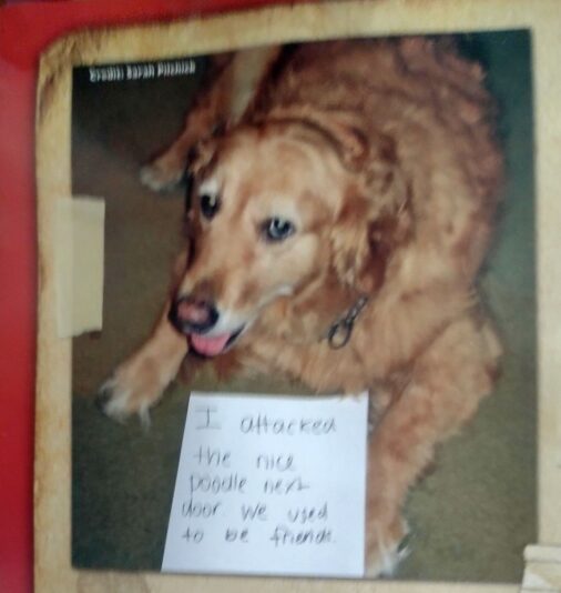 Nicepoodle