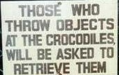 crocodile (2)