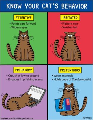 cat behavior