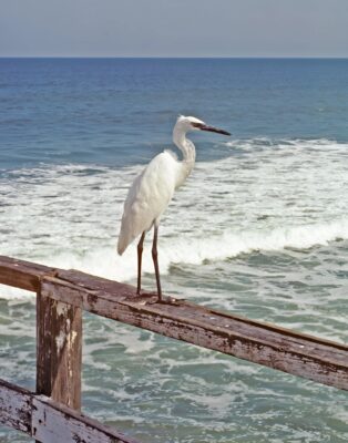 Heron_face26