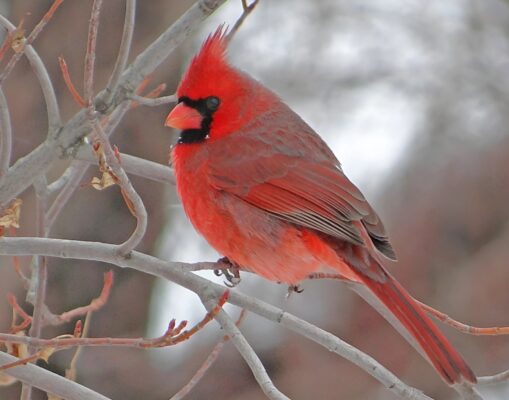 SNOWY CARDINAL_face26