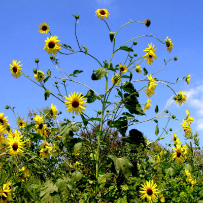 YELLOW FLOWERS