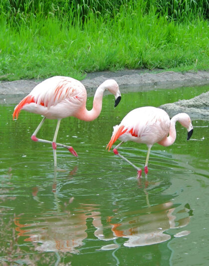 EDIT FLAMINGO_face26