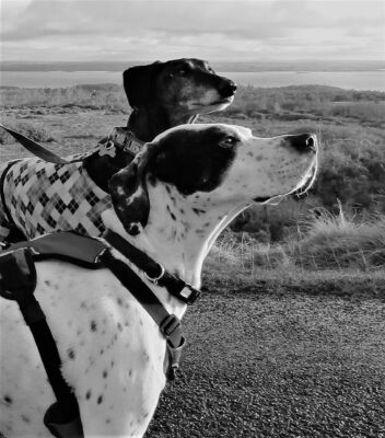 bo and jake b and w