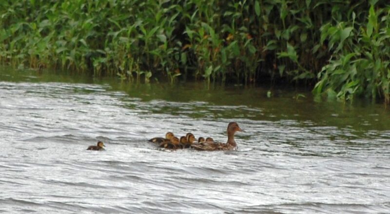 7LittleDuckiesMommyTaylorLake406302012