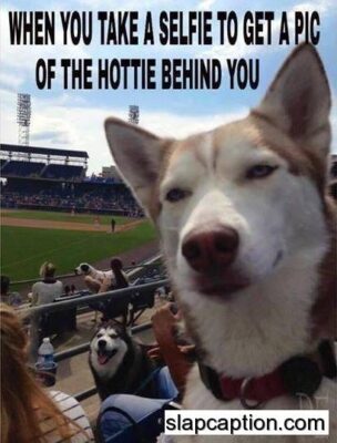 559635936e87647e3fe40d9e0ab2c8a1--so-funny-funny-dogs-1110872096