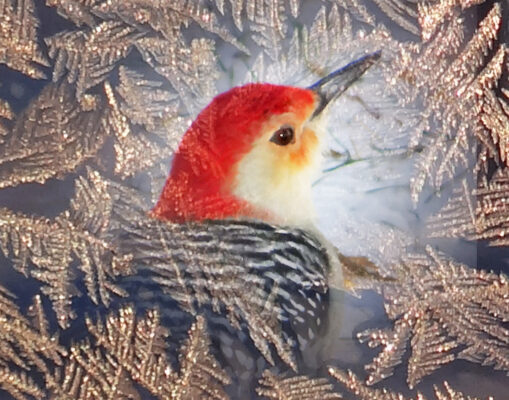 Woodpecker Merge