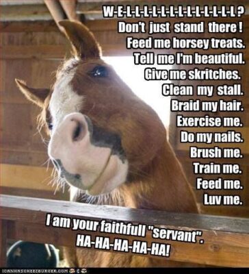 2189b375520c7236e18345cdee6f3ef8--funny-horse-quotes-funny-horses-723893303