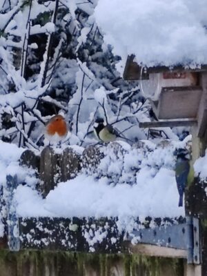 zzzz snow 0