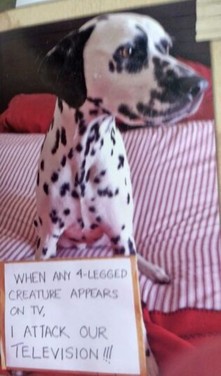 Dalmation