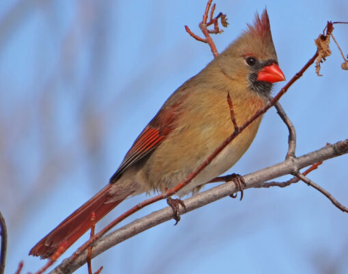 Female Cardinal copy